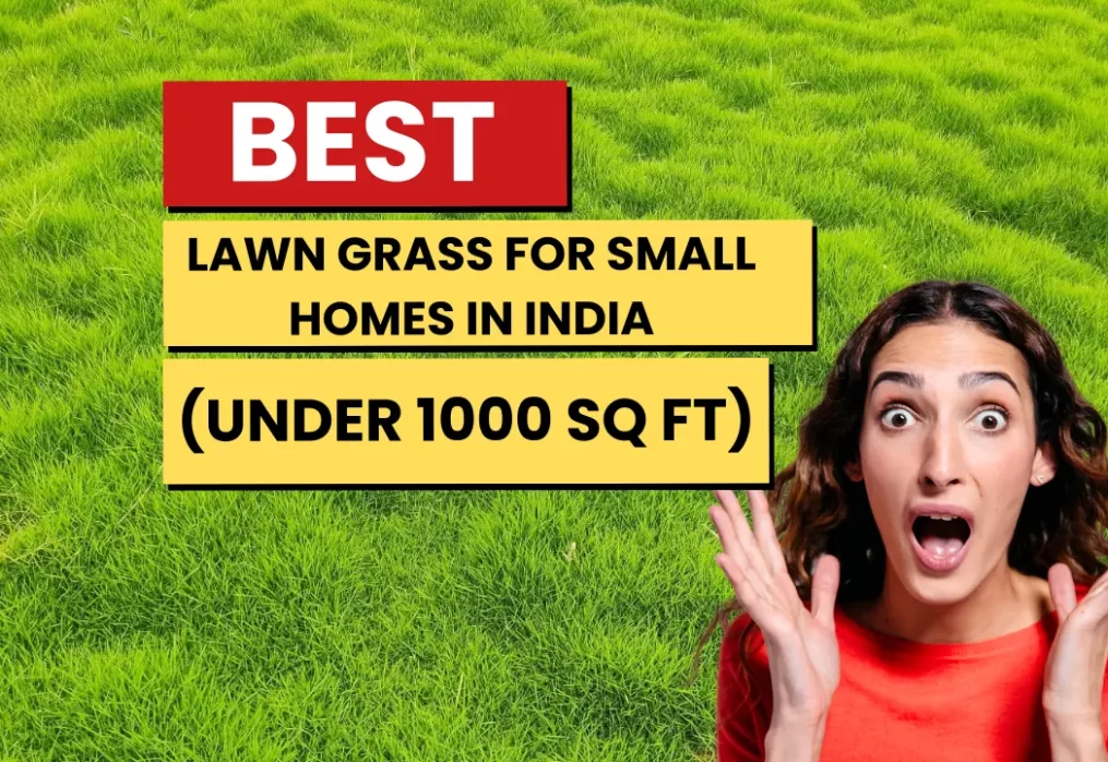 Best Lawn Grass for Small Homes in India (Under 1000 Sq Ft)