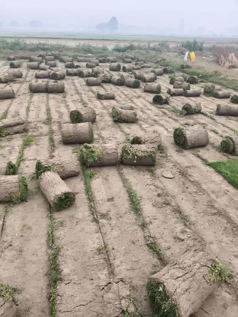 Lawn grass installation in Neemrana
