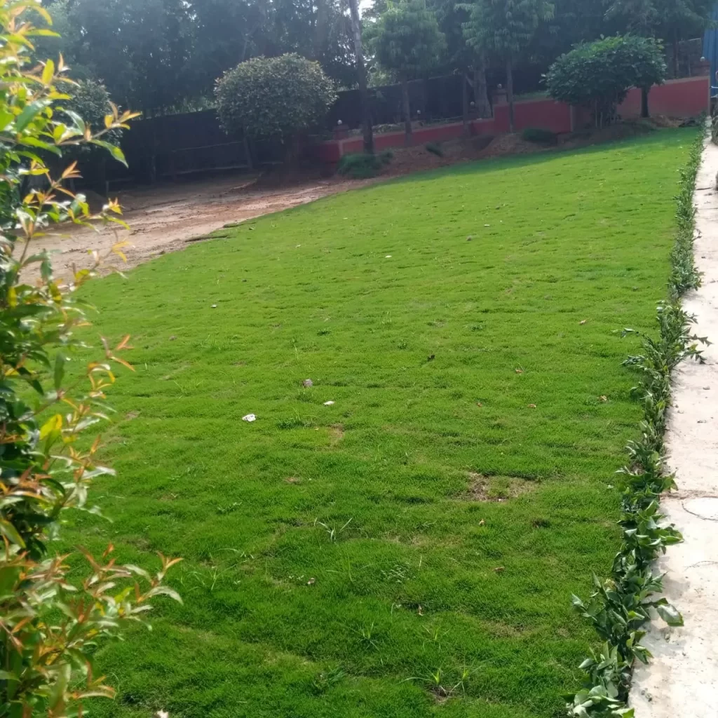 Lawn grass for farmhouse in Moga