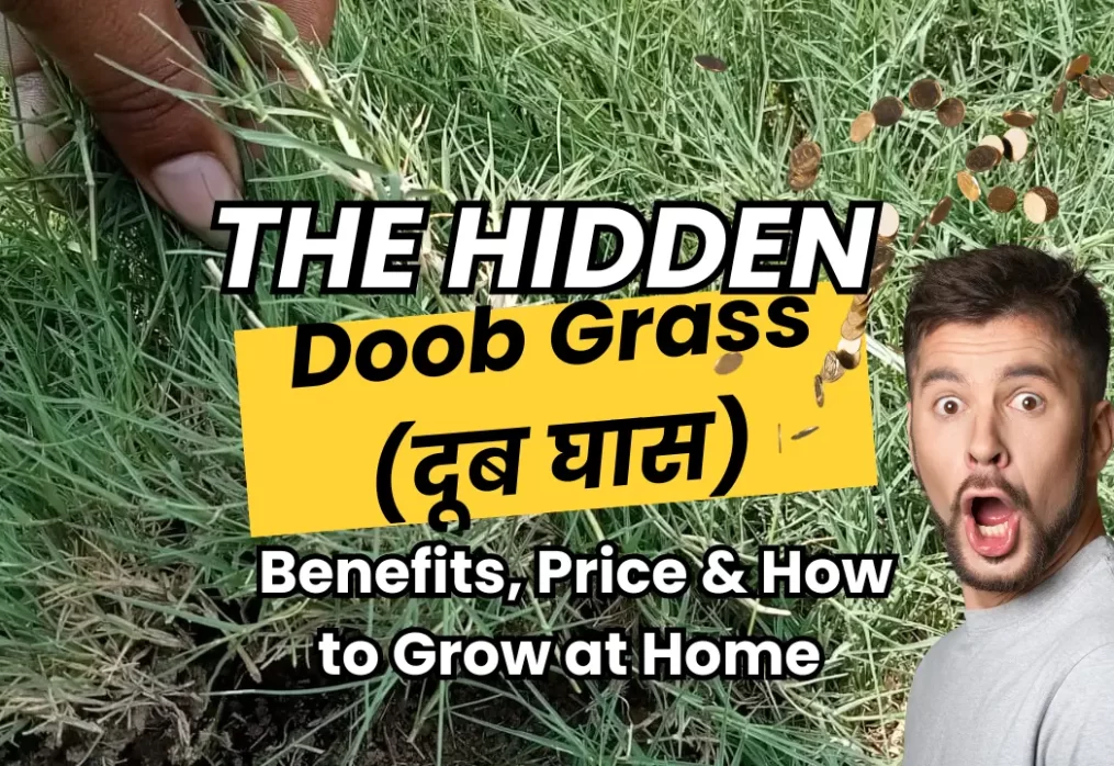 Doob Grass (दूब घास): Benefits, Price & How to Grow at Home