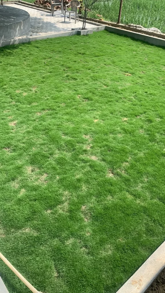 Natural lawn grass rolls Faridkot