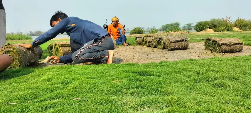 Bermuda grass in Ferozepur