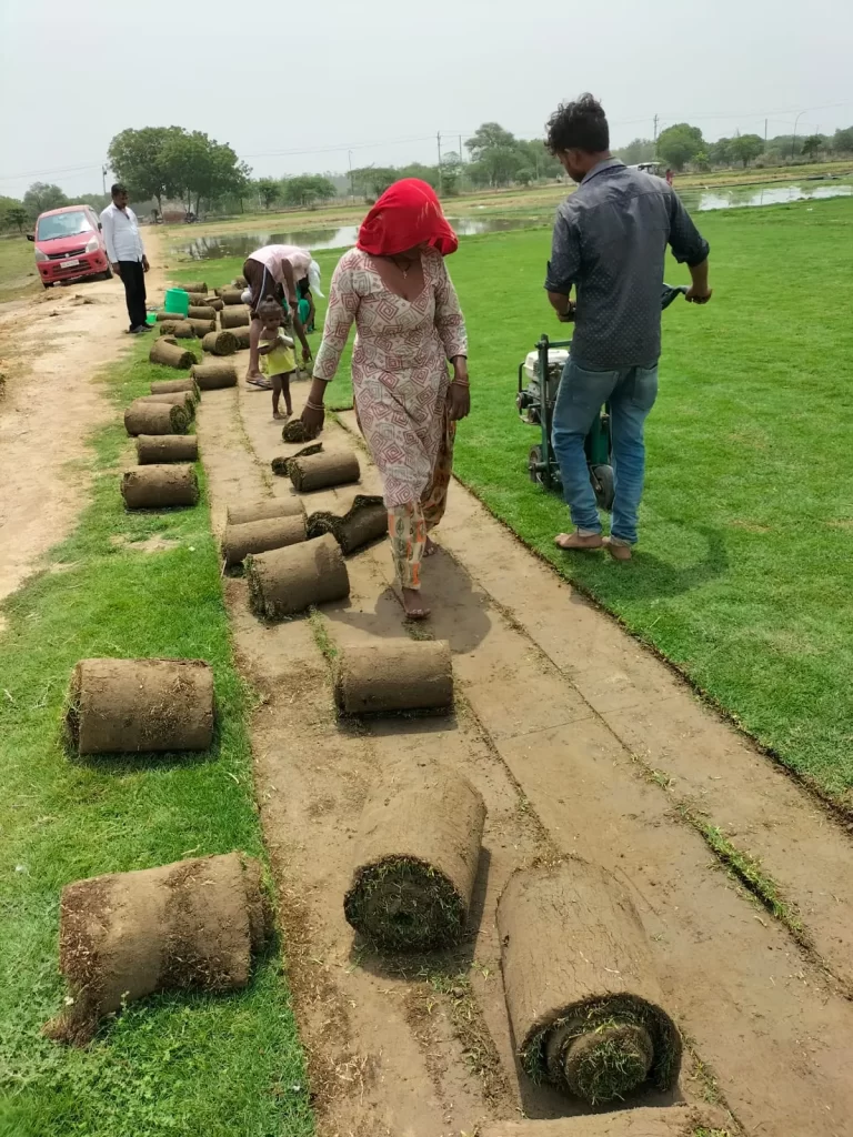 Lawn grass installation in Malerkotla District Punjab