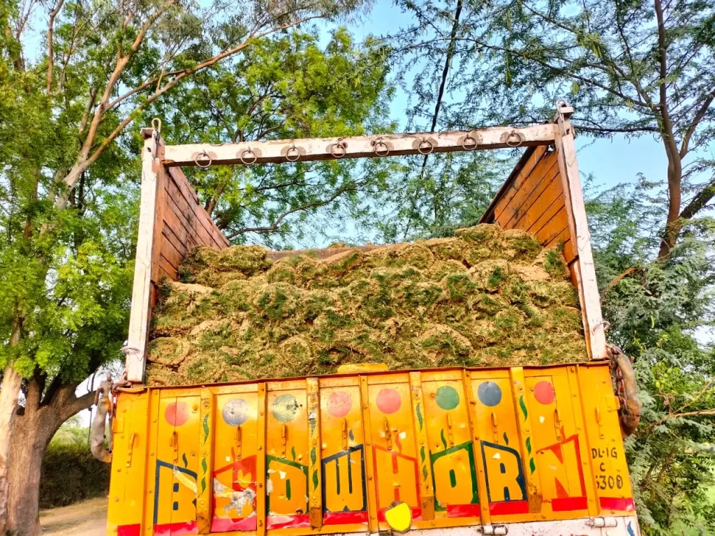 Natural lawn grass varieties for farmhouse near KMP