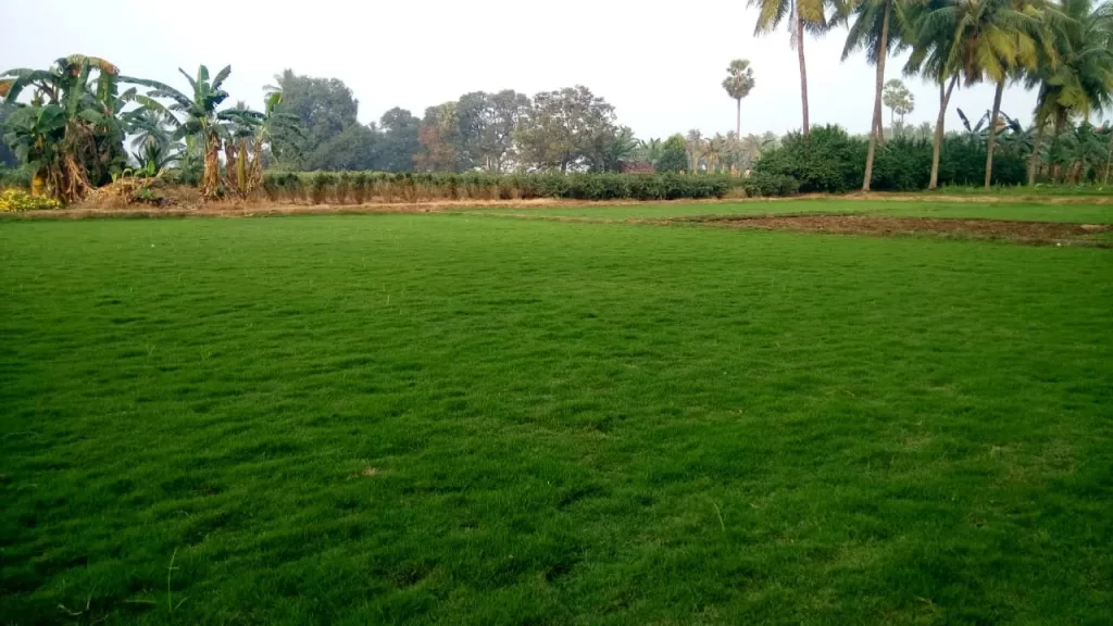 Bermuda grass near KMP Expressway for factories