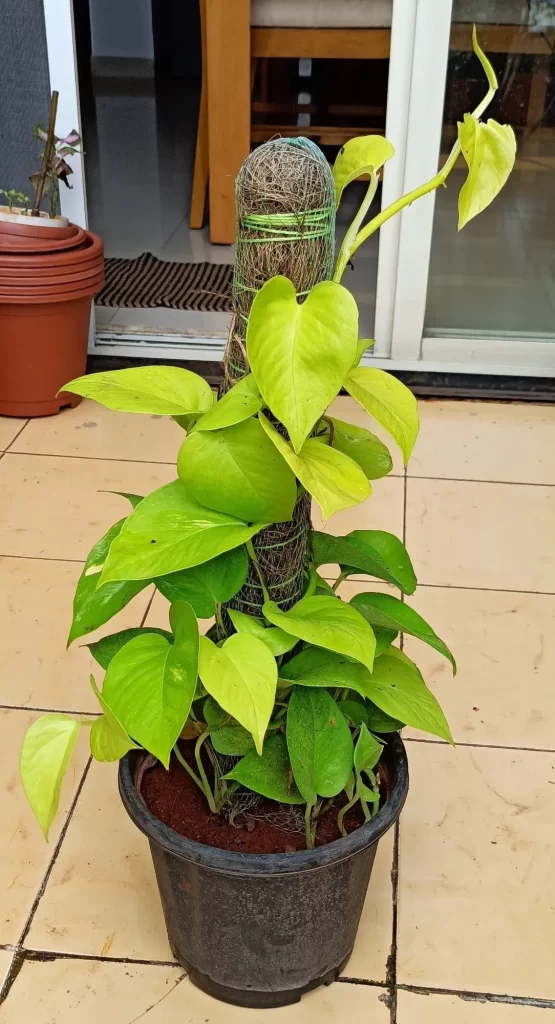 money plant benefits