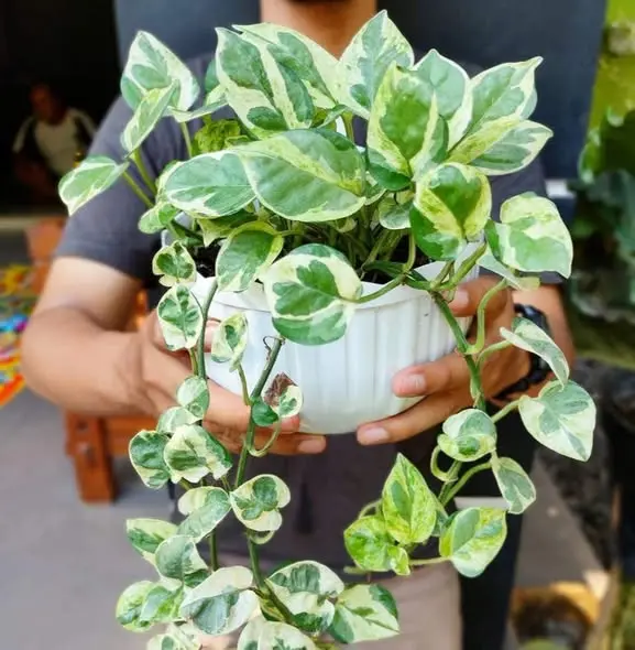 Why Your Money Plant Is Not Growing – 7 Common Indian Mistakes Explained