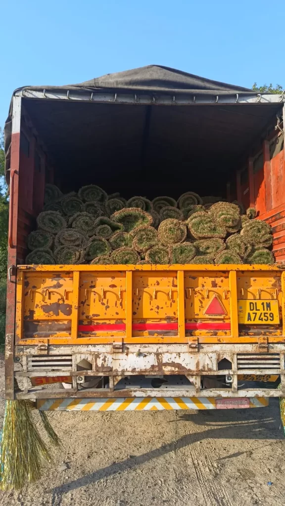 Lawn grass installation in Sangrur District Punjab