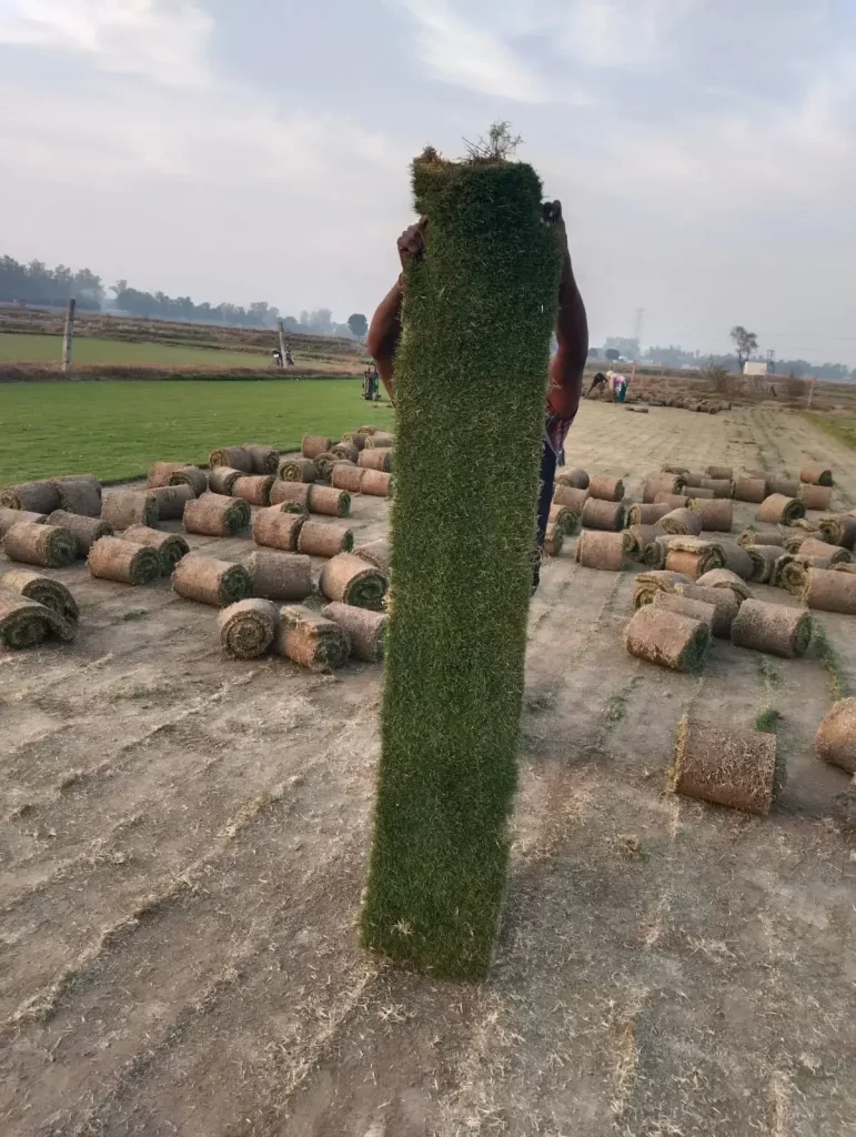 Natural Lawn Grass in Neemrana Rajasthan