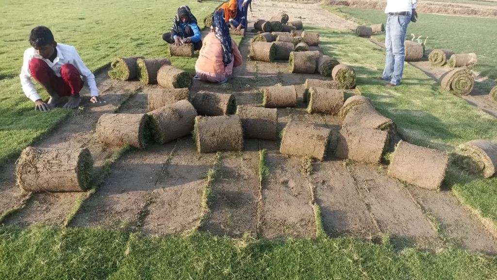 Lawn grass near KMP Expressway farmhouses