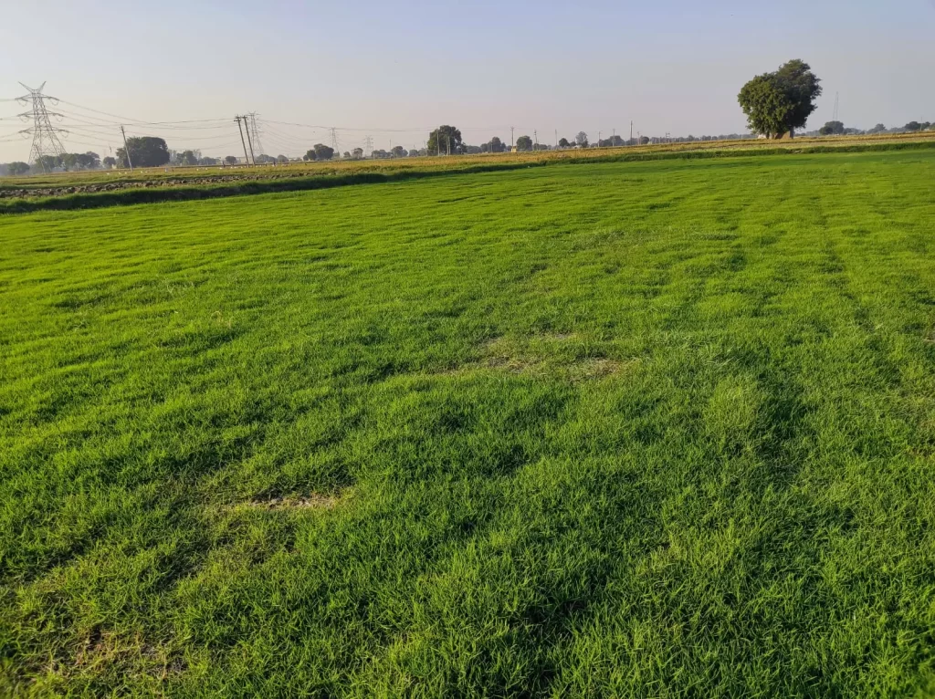 Best Grass for Small Home Lawns in India (Low Maintenance & Cost)