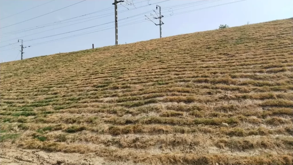 Lawn grass for warehouses near KMP Expressway