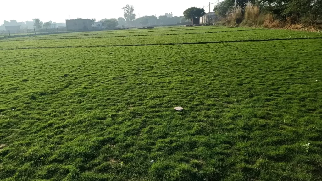 Natural lawn grass in Yamuna Nagar Industrial Area for factories
