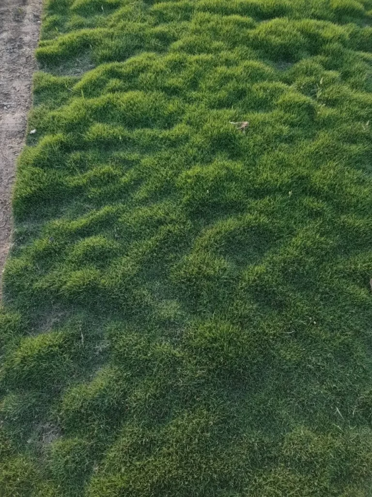 Garden lawn grass Punjab