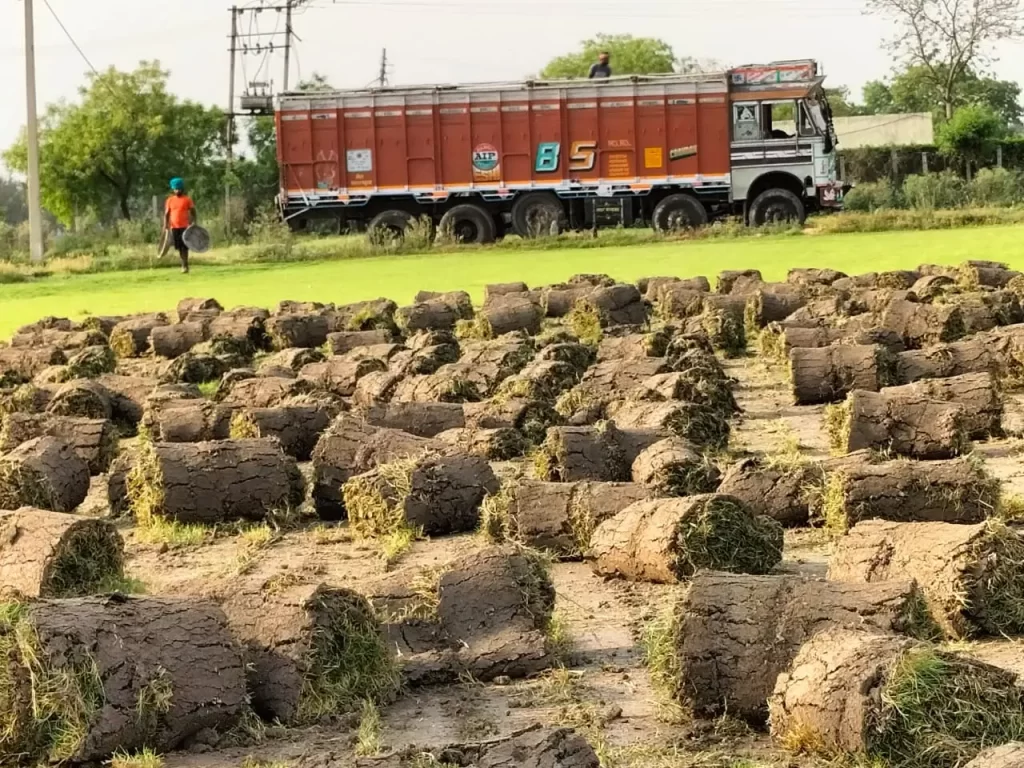 Natural lawn grass installation near Ludhiana–Jalandhar Highway