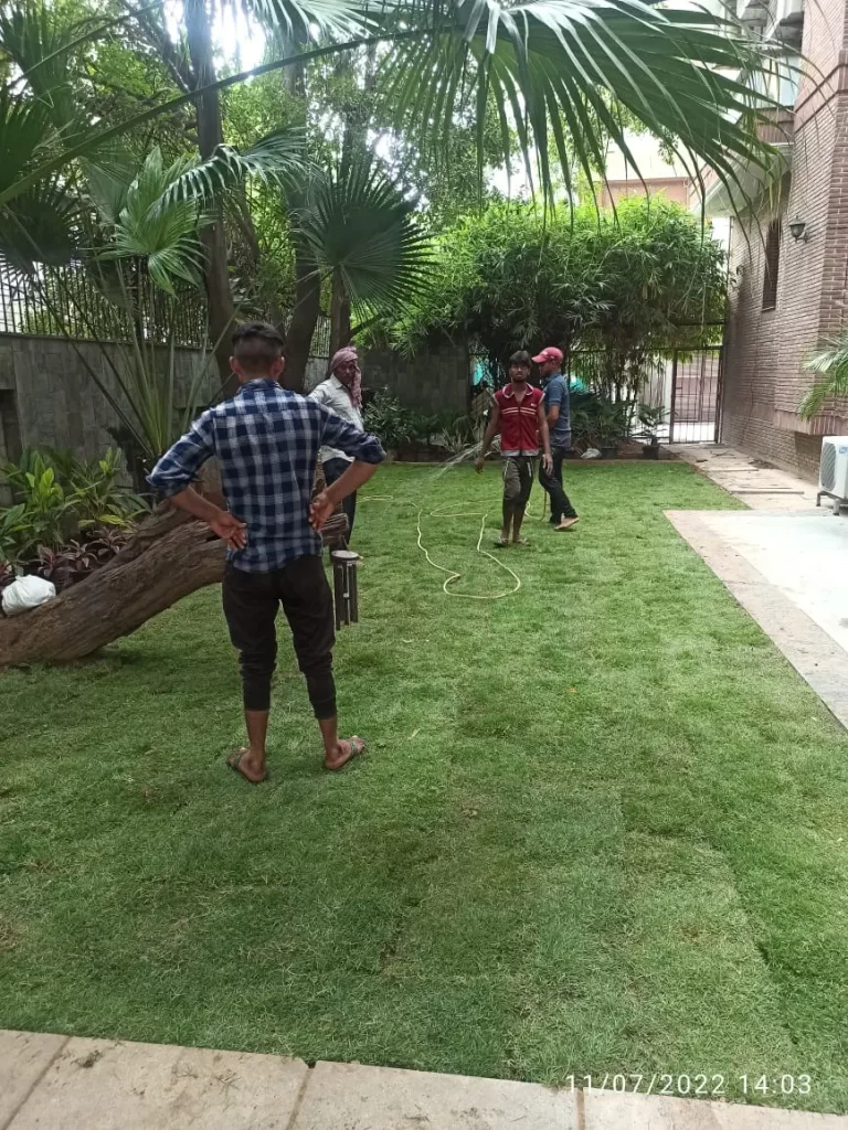 Bermuda doob grass suitable for large farmhouse lawns near Delhi