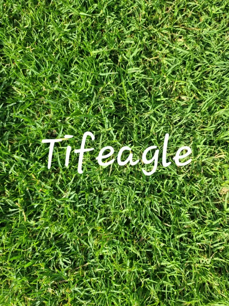 Bermuda grass in Patiala