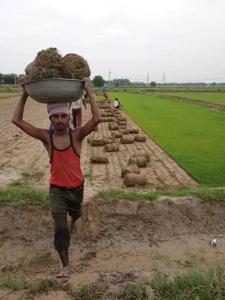 Natural lawn grass in Hoshiarpur district Punjab