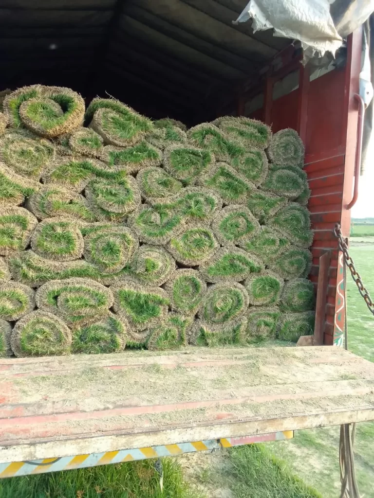 Lawn grass installation Patiala