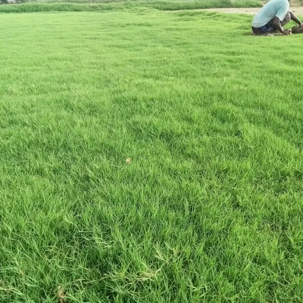 Natural lawn grass supplier in Sangrur District Punjab