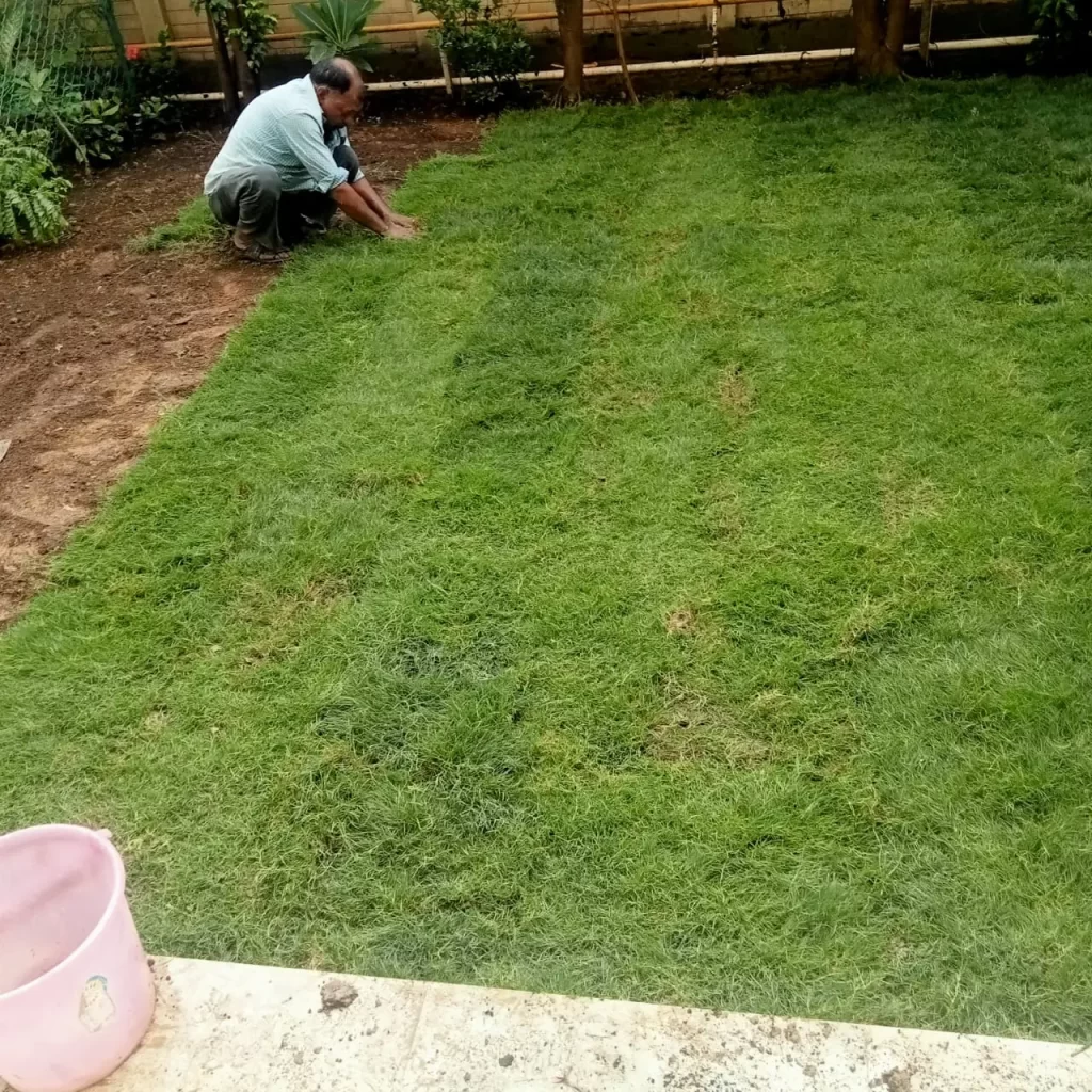 Natural lawn grass in Moga district Punjab