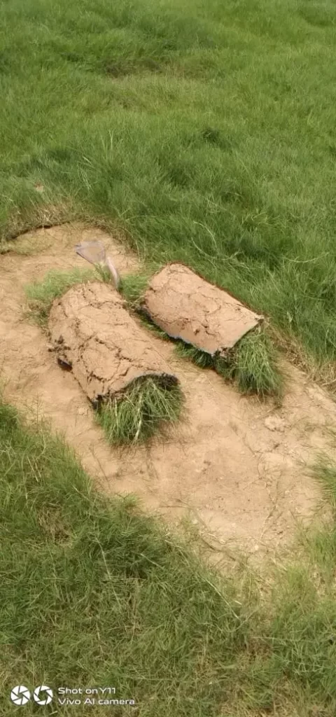 how to grow doob grass at home