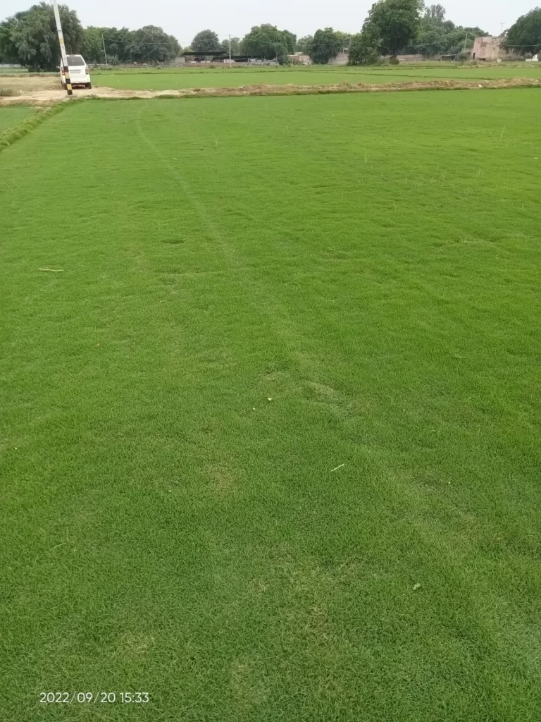 natural lawn grass Sangrur Punjab