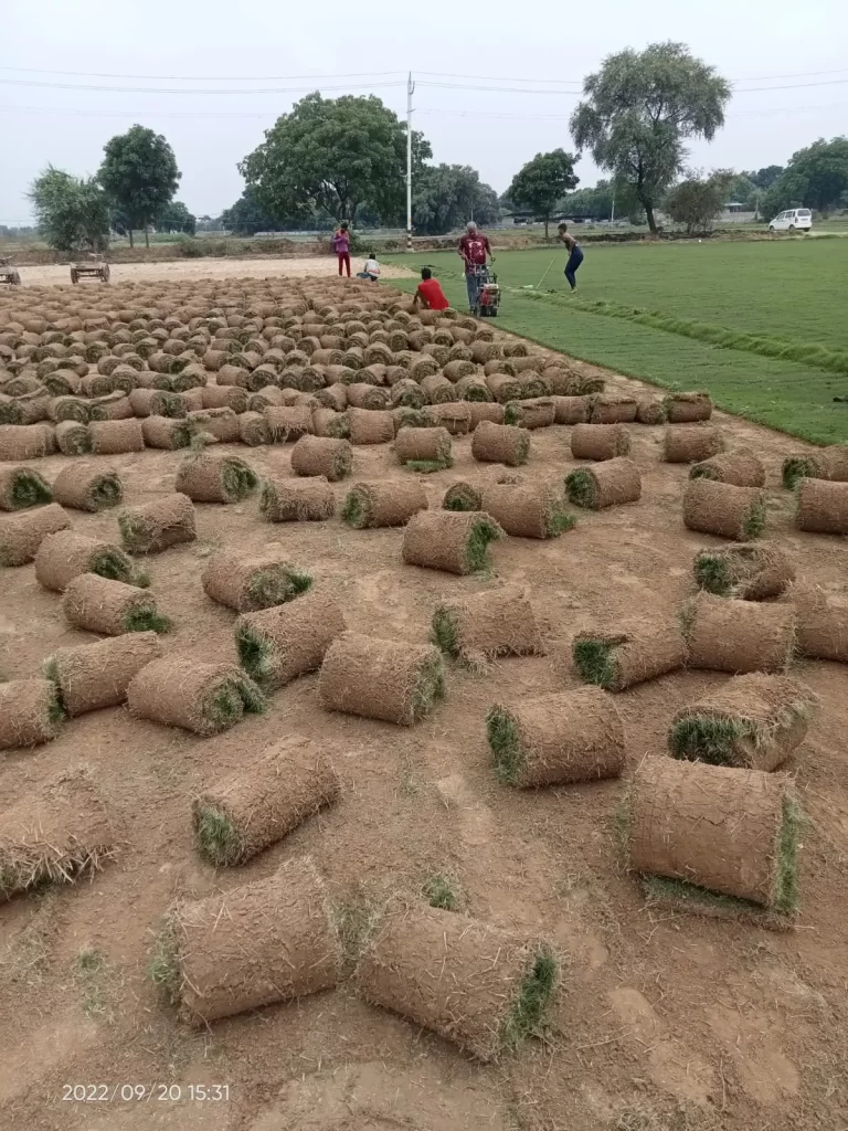 Lawn grass installation in Fazilka