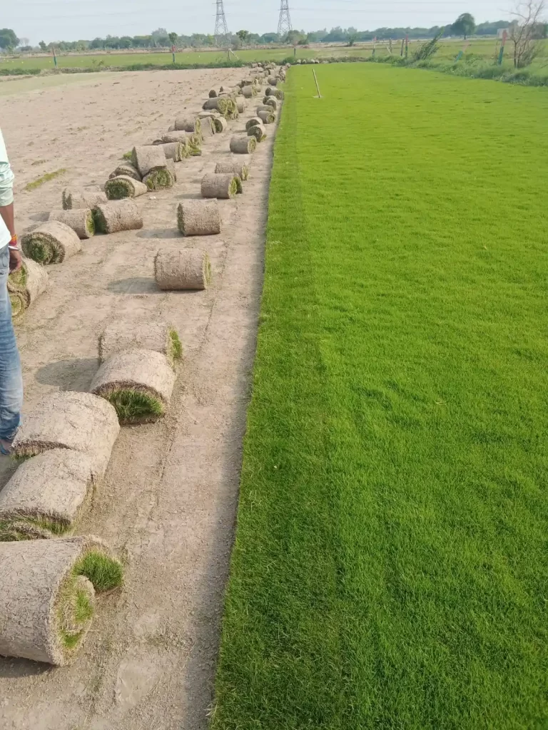 Bermuda and Doob natural lawn grass in Sangrur District Punjab