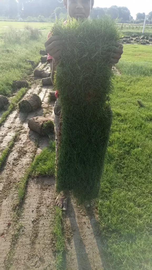doob grass for Indian climate