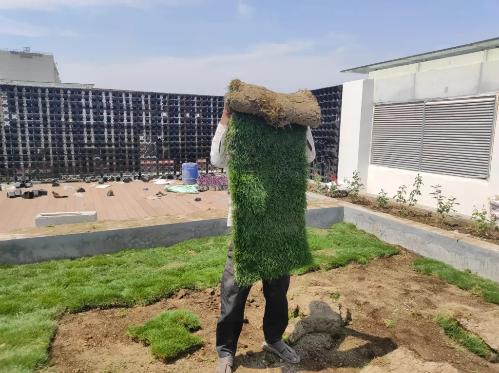 Bermuda grass in Mahendragarh