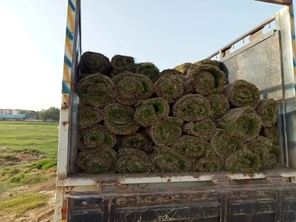 Natural lawn grass for farmhouse in Malerkotla Punjab