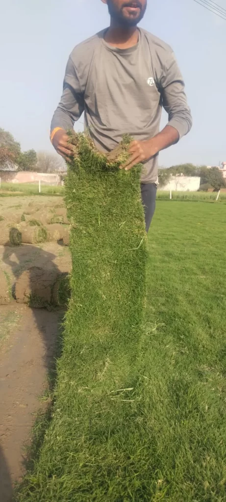 Lawn grass for schools and resorts in Mahendragarh