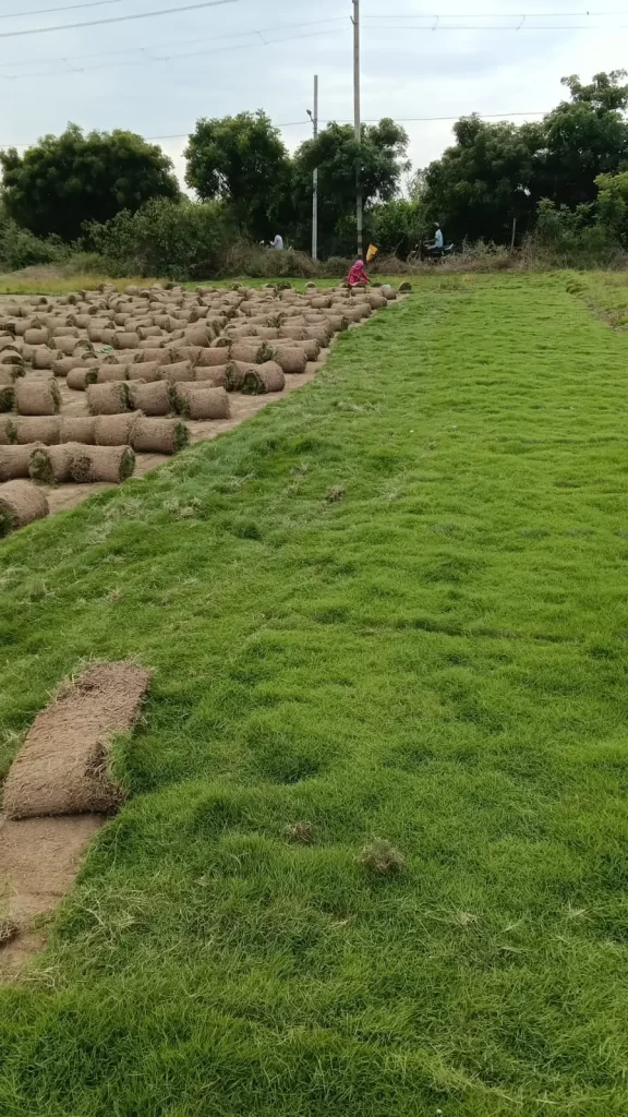 Lawn grass installation near GT Road Punjab