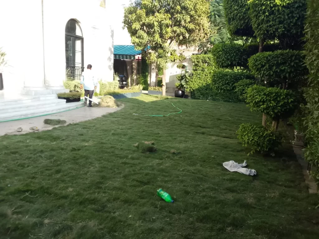 Natural lawn grass in SAS Nagar Mohali