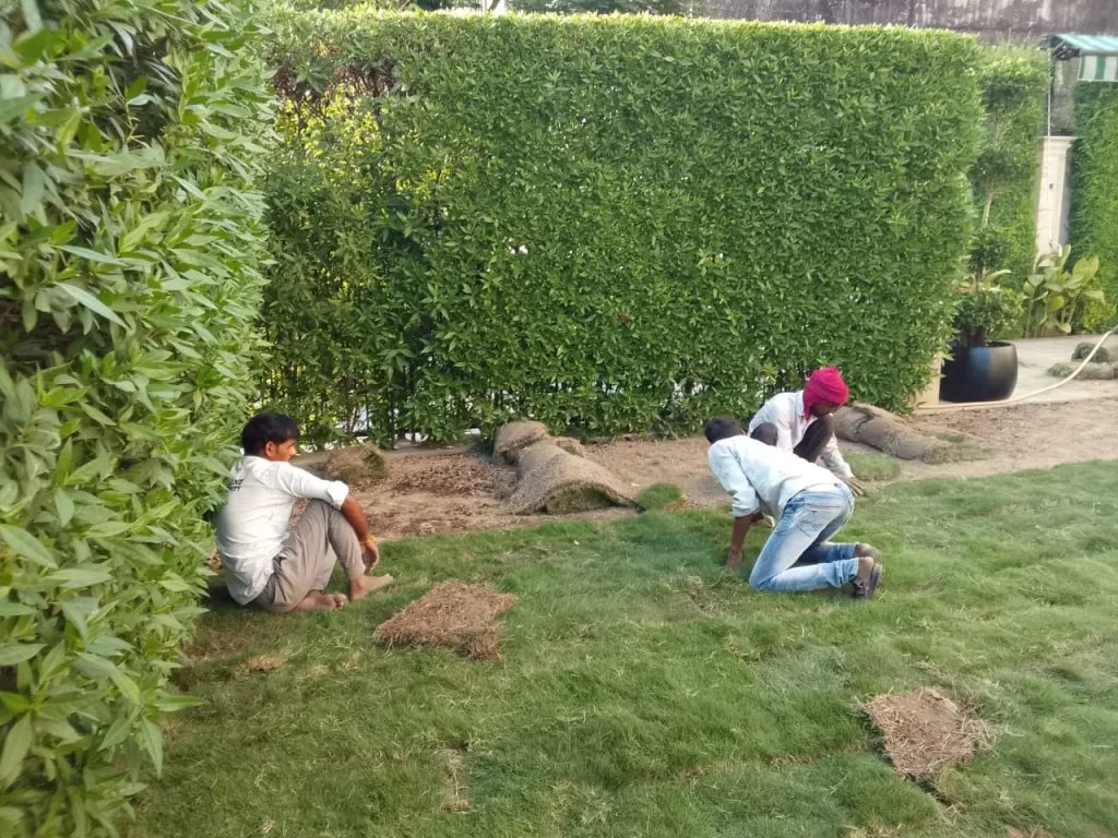 Lawn grass installation Faridkot