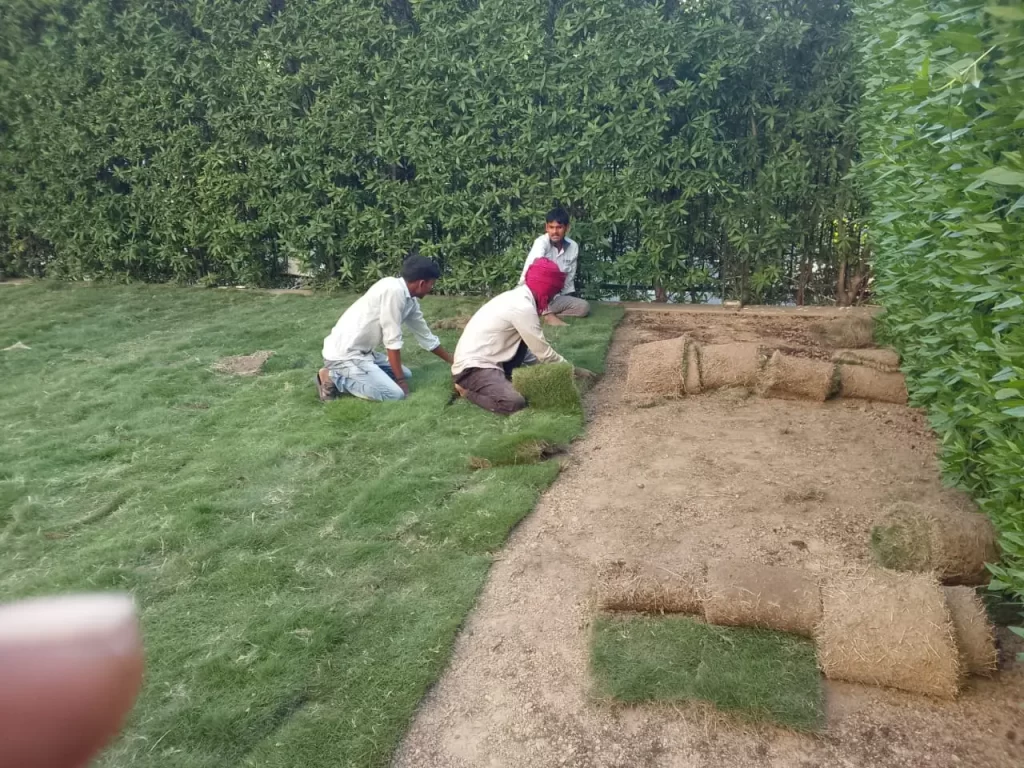 Lawn grass installation service in Rupnagar District Punjab