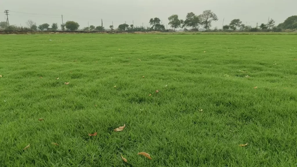 Garden lawn grass near GT Road Punjab