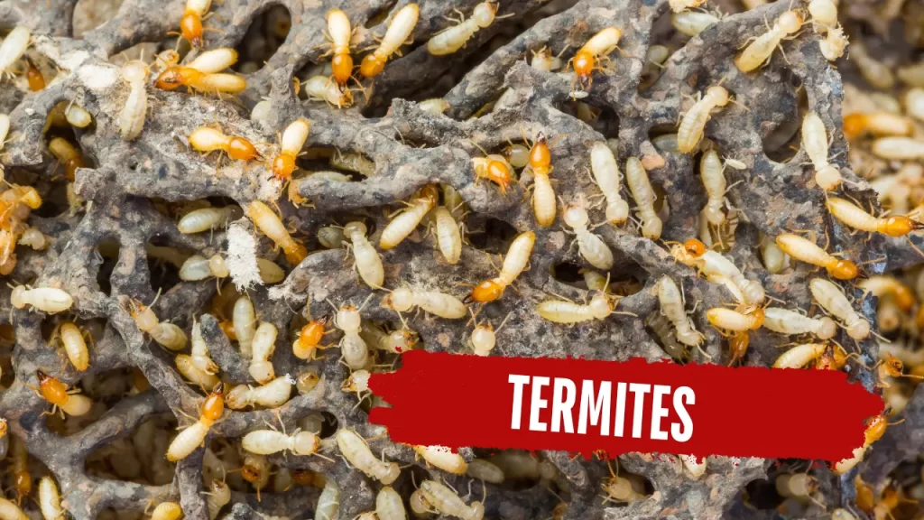 White ant treatment cost in India