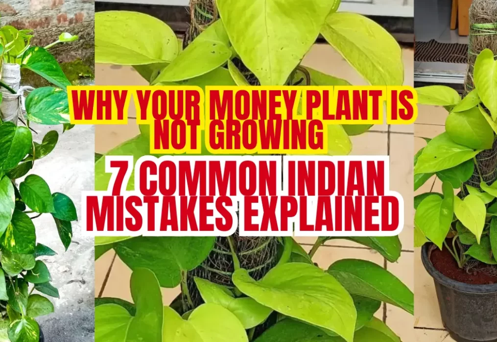 Money Plant Not Growing? 7 Common Mistakes Indians Make (Vastu + Care Tips)