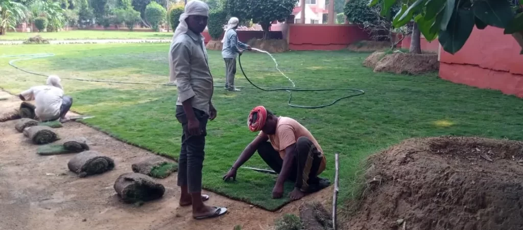 Lawn grass installation in Hoshiarpur