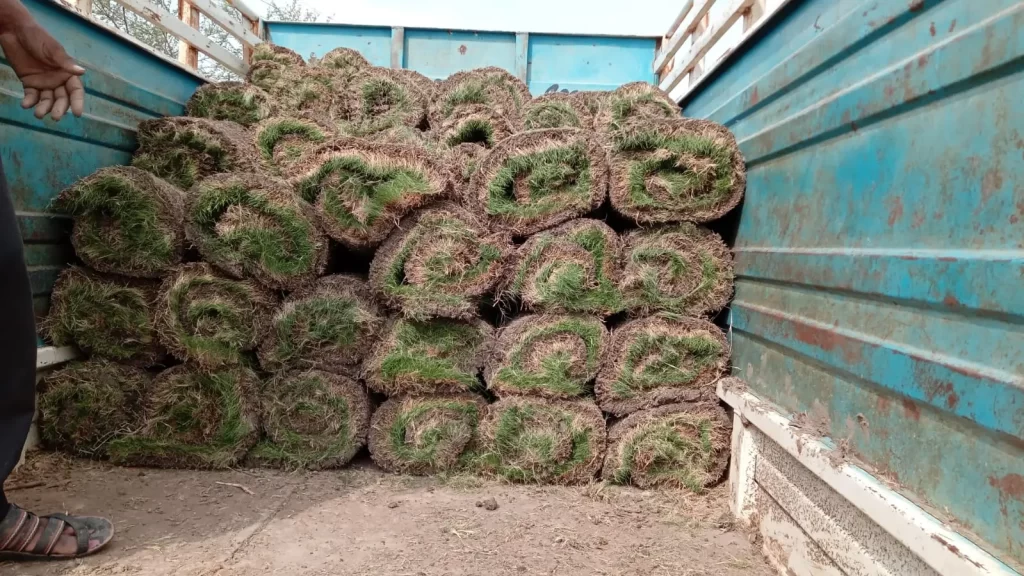 Bhiwadi Industrial Area Natural Lawn Grass | Fresh Supply & Installation