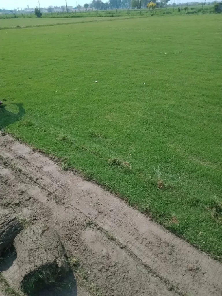 Bermuda and Korean natural lawn grass in Rupnagar District Punjab