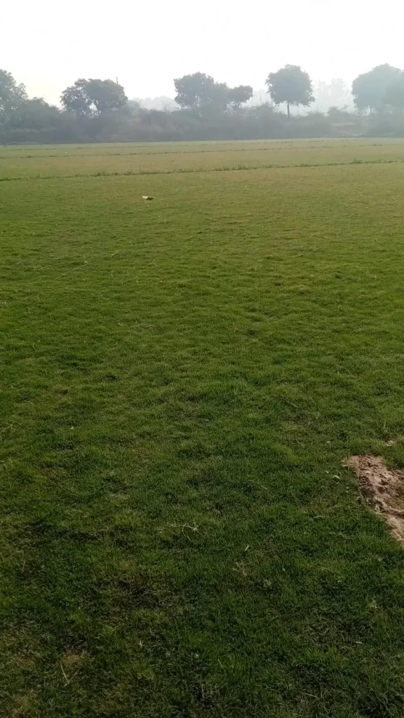 Bermuda grass in Hoshiarpur