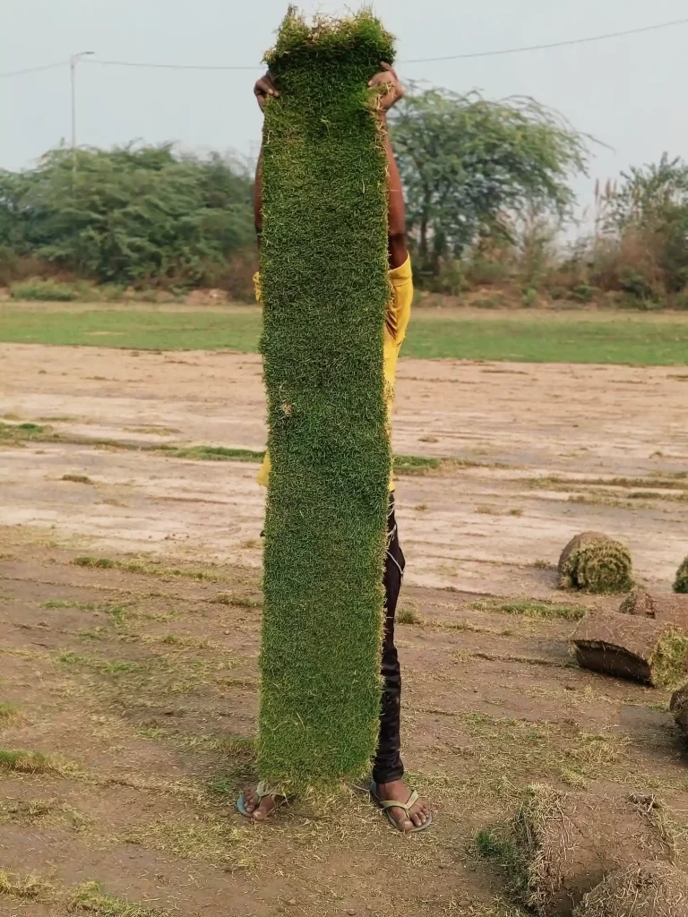 Natural lawn grass supply along NH-44 Punjab