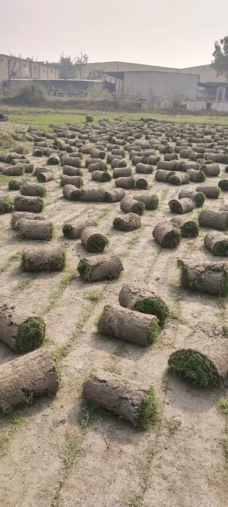 Industrial Lawn Grass in Bhiwadi | Natural Grass Supplier & Installer
