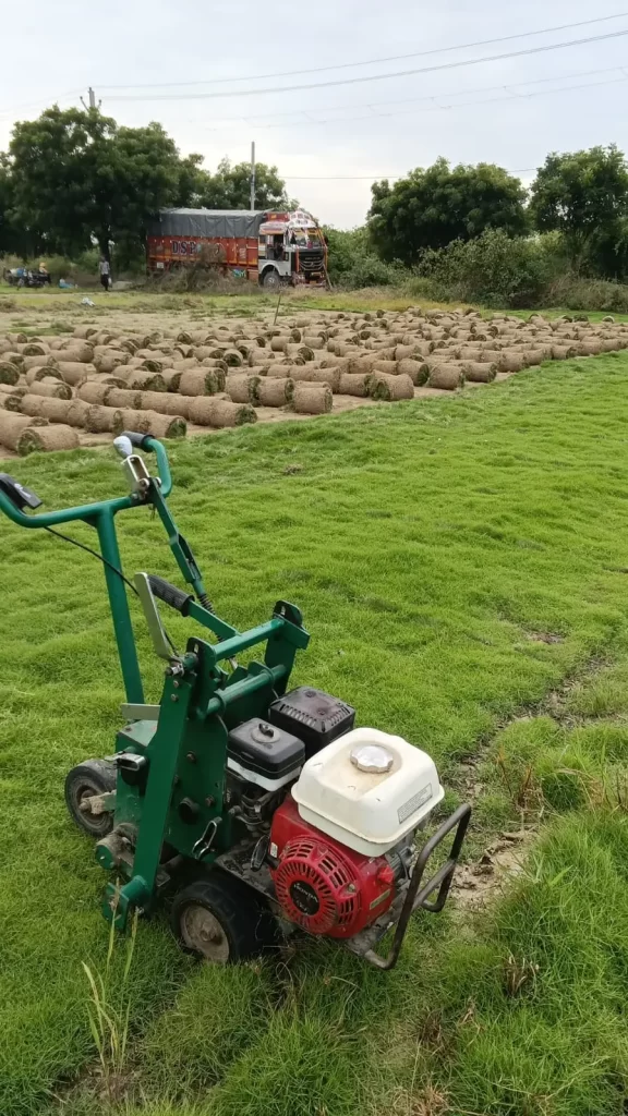 natural lawn grass supplier near Delhi–Mumbai Expressway