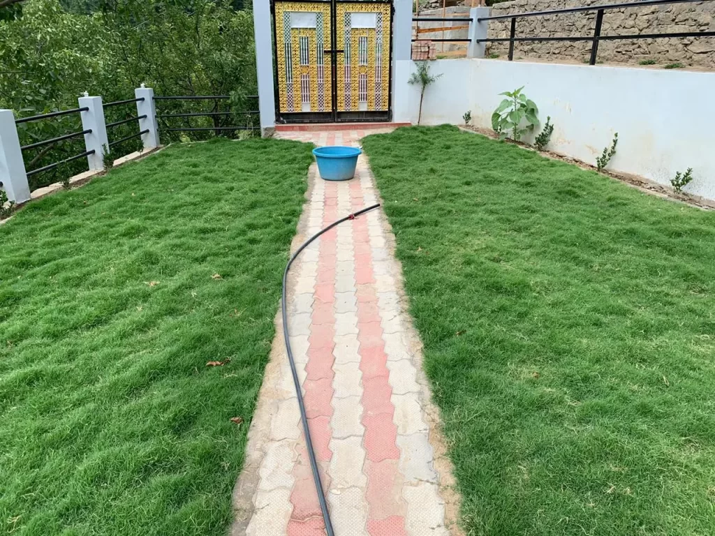 Natural grass carpet in SAS Nagar