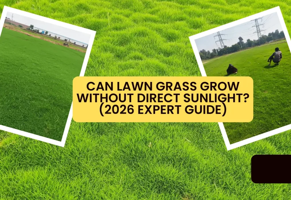 Can Lawn Grass Grow Without Direct Sunlight? (2026 Expert Guide)