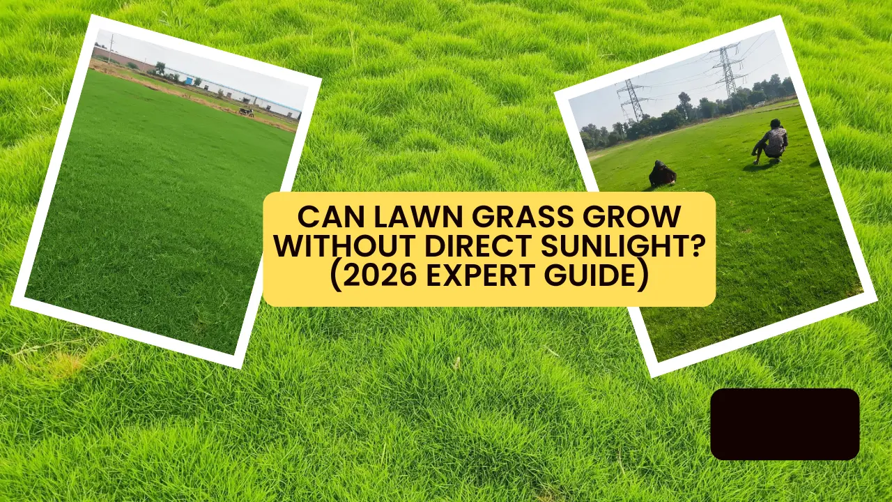 Photo inspiration: Gallery Detail: Can Lawn Grass Grow Without Direct Sunlight